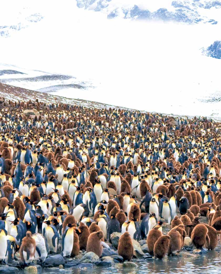 In addition to the colossal king penguin colonies, South Georgia is also home to thriving fur seal populations, elephant seals, gentoo and macaroni penguins, skuas, and the tiny but mighty South