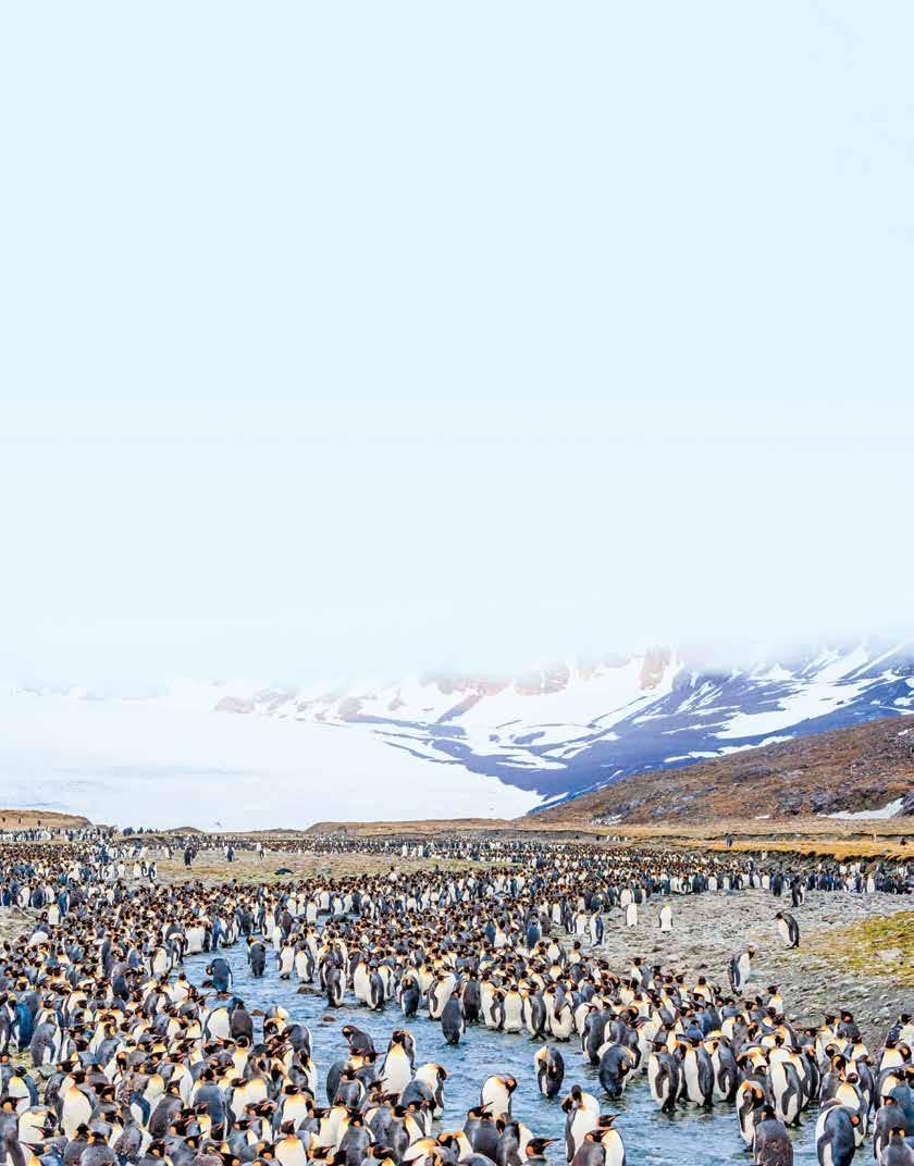 SOUTH GEORGIA & THE FALKLANDS 19 DAYS/16 NIGHTS ABOARD NATIONAL GEOGRAPHIC EXPLORER PRICING FROM $17,940 (See pages 48-49 for details.