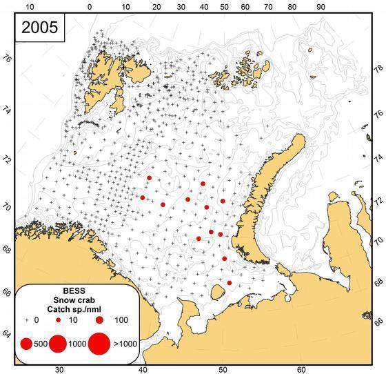 ICES Working Group Template 37 The snow crab is a new species that has spread into the Barents