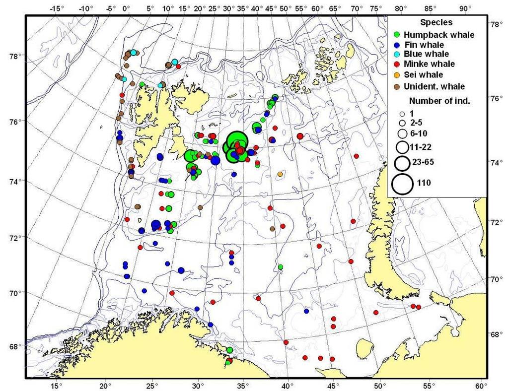 56 Anenx 5 WGIBAR 2016 3.7 Marine mammals Polar bears, seven pinniped species and five cetacean species reside year round in the Barents Sea region.