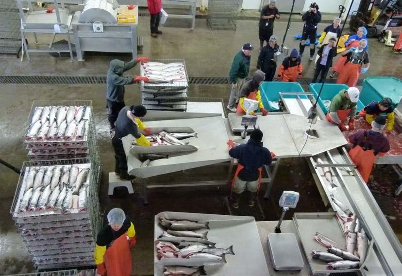 Processing salmon in