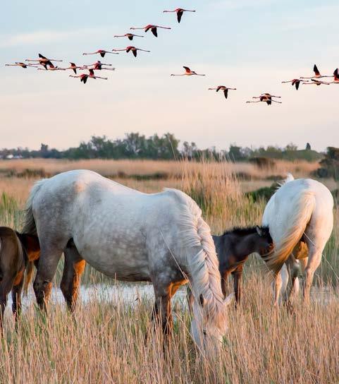 2 hrs EXCURSION TO CAMARGUE NATURE PARK (2pm-6.30pm) The Camargue is like a little country in its own right, with its series of long, level roads crisscrossing the marshes and farmlands.