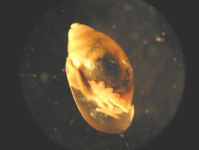 Specimens were obtained from a small lake north and from Colin and Esker s. This snail can be easily overlooked due to its relatively small size.