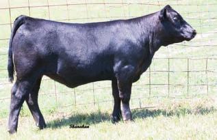 The dam of these females is a paternal sister to PVF Insight 0129 and she is a maternal sister to the longtime ABS Global high maternal sire, Sitz Rainmaker 9723.