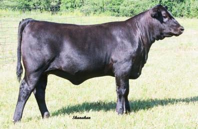 Farms. TROWBRIGE LUCY 614 - This daughter of Innovation sells as Lot 6.