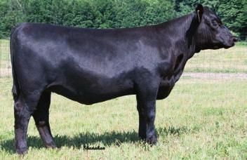 11 TROWBRIGE PURE PRIE 609 - This fancy show heifer prospect sells as Lot 11A.