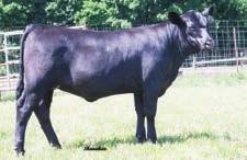 447 who sold to Millcrest Angus through the 2014 Trowbridge Family Sale.