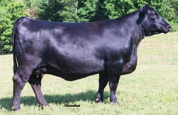 TROWBRIGE ARKALE PRIES TROWBRIGE ARKALE PRIE 479 - This excellent Blue Chip daughter sells as Lot 17 and her full sister sells as Lot 18. EXAR BLUE CHIP 1877B - Two daughters sell as Lots 17 and 18.