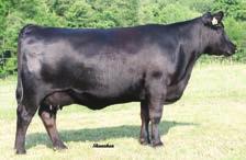 39 A low birth high growth daughter of the Trowbridge and Genex sire Thomas Powder River 9053 from the Forever Lady cow family.