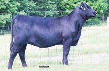 FALL YEARLINGS AN SPRING BRES TROWBRIGE ENCHANTRESS 5137 - This impressive female sells as Lot 33.