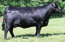 22 A phenomenal fall yearling replacement heifer or show heifer sired by the proven Genex/CRI sire BC Eagle Eye 110-7 and backed by a high maternal cow family.