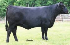 31-1.0.36 +46.28 +91.32 +26.15 +.77 +.14 +125.54 Elite calving ease in this H aughter from the popular Ruby cow family.