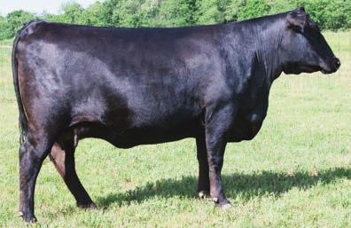 Pasture exposed from 8/5-9/1/16 to ELLINGSON CHAPS 4095. SPRING BRE TWO-YEAR-OLS SHERMANS 6K20 RITA 492 - The dam of Lot 46. TROWBRIGE RITA 454 - She sells as Lot 46.