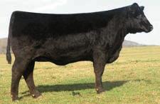 SPRING PAIRS SUNSET VALLEY FRVR LAY 5704 - A daughter sells as Lot 59.