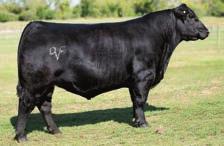 EER VALLEY RITA 3214 - This full sister to eer Valley Patriot 3222 is the dam of Lots 64A and 64B.