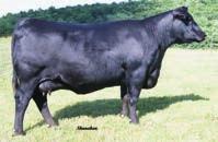 HA COWBOY UP 5405 - This $350,000 two-thirds interest individual is the sire of Lots 68, 69A, 69B, and 69C.