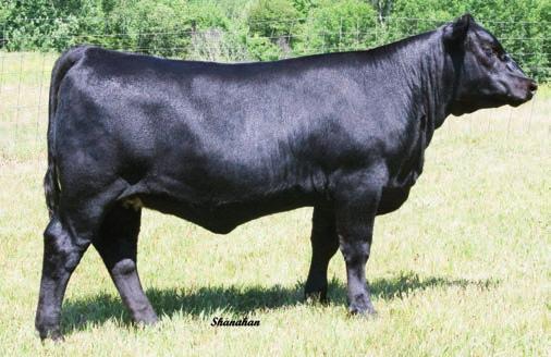 TROWBRIGE MAAME PRIE 5131 If you are looking for females backed by one of the breed s most valuable and proven cow families, sired by one of the breed s heaviest used AI sires and are females who