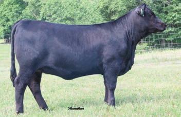 BLACKCAP FLUSH SISTERS SELLING BUYER S CHOICE! HALF INTEREST IN BOTH LOTS 4A AN 4B OR SELECT FULL INTEREST IN YOUR CHOICE. TROWBRIGE BLACKCAP 5100 - She is offered as Lot 4A.