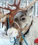 For festive family fun, fly to Lapland and enjoy