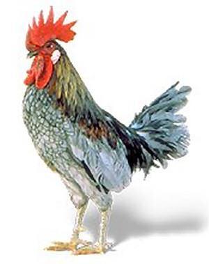 Delaware Blue Hen Chicken Barred Plymouth Rock Chicken Rock Red Cross Chicken DID YOU KNOW? An accident resulted in Sussex County having the most chickens in the nation.
