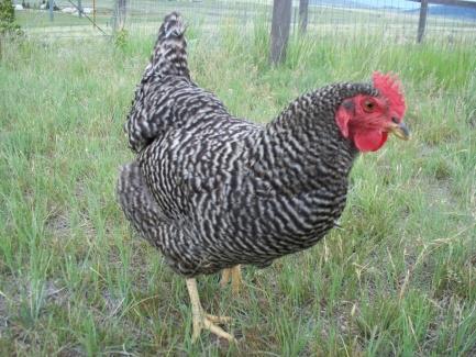 The next year she ordered 1,000 birds and by 1926 the Steele s were raising 10,000 chickens. Delaware s chicken industry began with White Leghorns which produced a lot of eggs but were not very meaty.