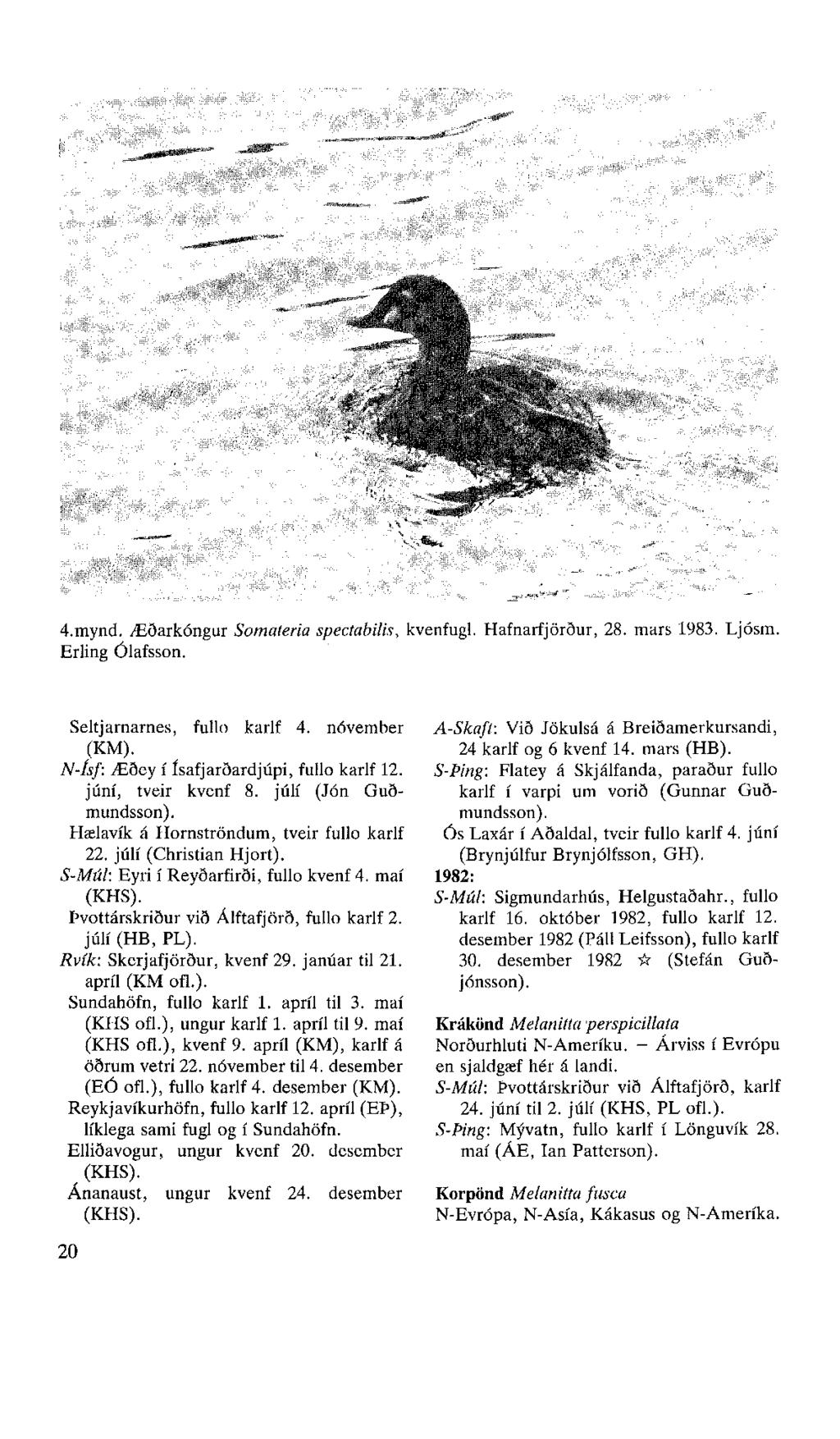 4.mynd. Æðarkóngur Somateria spectabilis, kvenfugl. Hafnarfjörður, 28. mars 1983. Ljósm. Erling Ólafsson. Seltjarnarnes, fullo karlf 4. nóvember (KM). N-Ísf: Æðey í Ísafjarðardjúpi, fullo karlf 12.