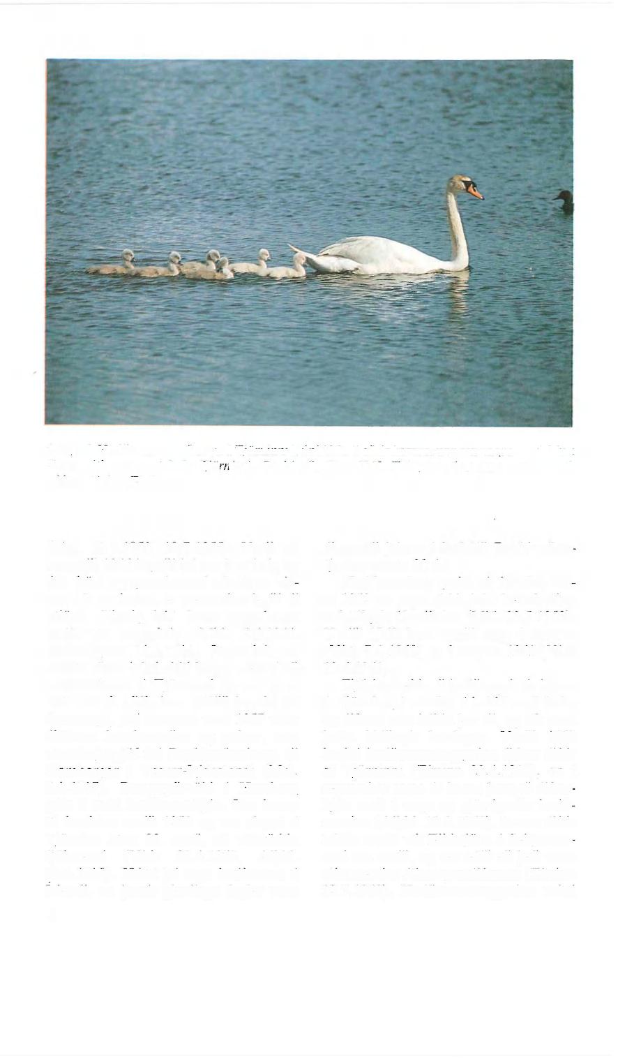 2. mynd. Hnúðsvanur með unga á Tjörninni í júní 1965. Það ár komust upp sex ungar. A Mute Swan with young at Lake Tjörnin in Reykjavík, June 1965. This year six young were reared. Ljósm.