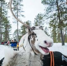 We do not recommend this tour for children under 5 years old due to the long reindeer safari. DURATION: 2,5H, GROUP SIZE: MIN.