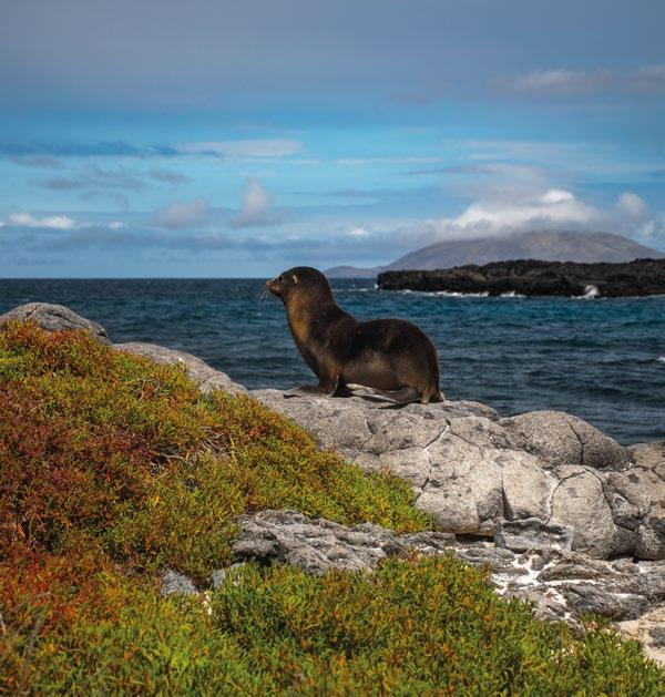 The Galapagos Endemic has an enviable itinerary, making visits to all of the most remarkable visitor sites the islands have to offer.