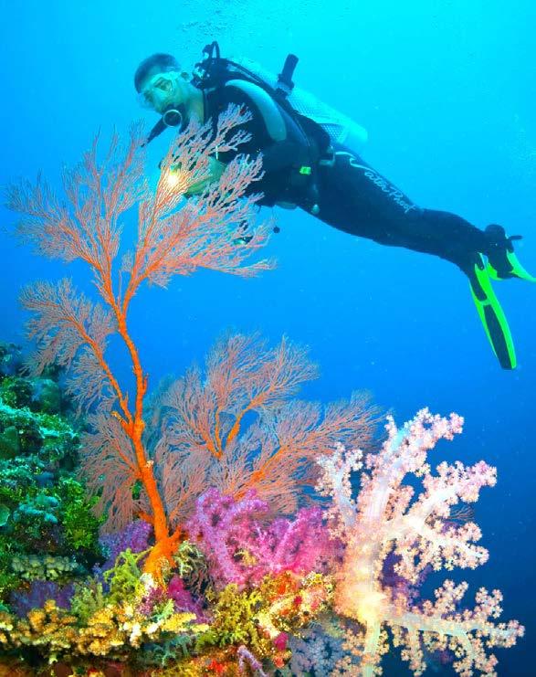 Our Rowley Shoals diving and snorkelling adventures provide a unique opportunity to experience turquoise lagoons filled with extraordinary underwater coral scapes and unbelievably colourful and