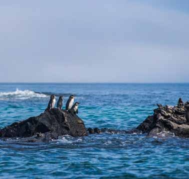 ABOUT THE SITE The Galapagos Islands are home to nearly 3,000 marine species, many which are found nowhere else on earth.