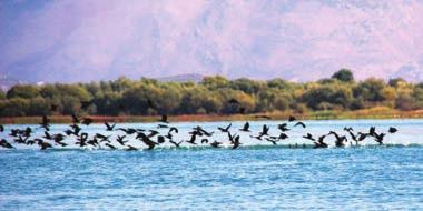 Towards more effective management of transboundary Lake Shkodra The first steps towards the protection of lake s biodiversity and natural resources were made in Montenegro by the proclamation of the