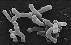 Bifidobacterium bifidum Bifidobacterium breve Bifidobacterium infantis Bifidobacterium longum Lactobacillus acidophilus Lactobacillus plantarum Lactobacillus reuteri Lactobacillus rhamnosus