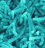 Bifidobacterium longum fermentira šećere u mliječnu kiselinu, a to pomaže da se snizi ph u crijevima. Ljudska prehrana se obogaćuje tim mikrobima,a takve namirnice se nazivaju probioticima.