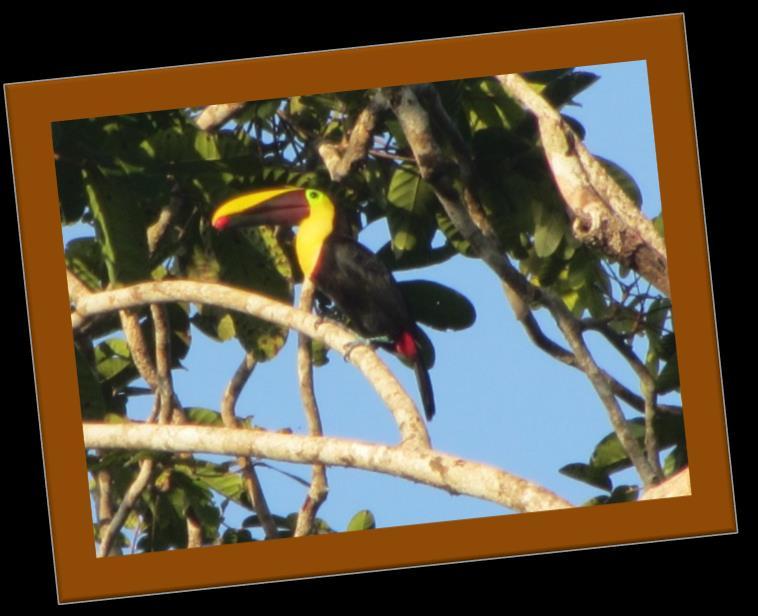 Costa Rica has twelve distinct ecological zones, more than in all of North America.