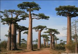 species of Baobab against only one for whole Africa.