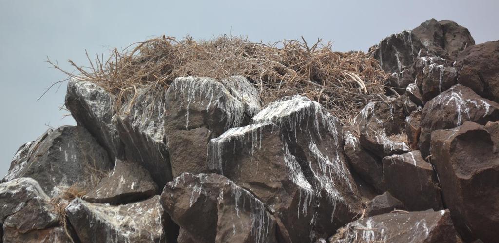 Osprey nests monitored on the island of São Vicente Since March 2016, osprey nests (Pandion haliaetus) have been monitored across the coastline of the island of São Vicente.