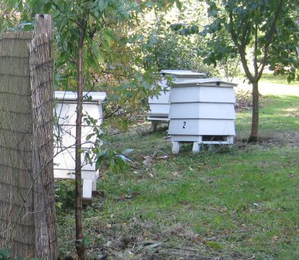 WBC Member Sarah Rapley s WBC Hives. Summary: This is the picture postcard hive but it s the smallest and hence not so practical.