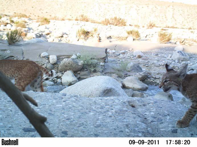 Figure 3. Images of (a.) an adult bobcat being closely followed by (b.) a juvenile bobcat near the Whitewater underpass opening. Figure 4.