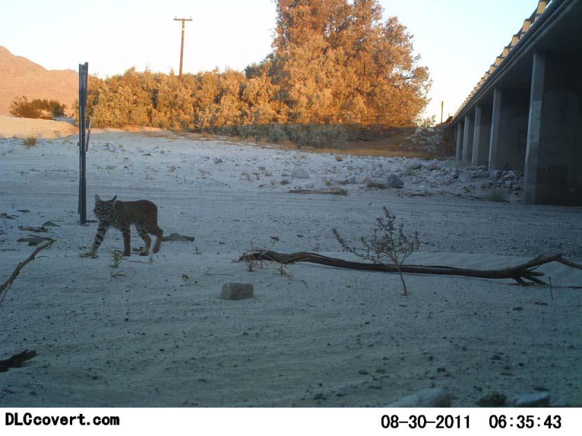 Figure 5. Image of a bobcat after having just exited from Highway 111 underpass.