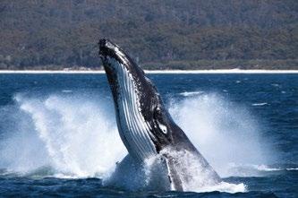 Humpback Whales.