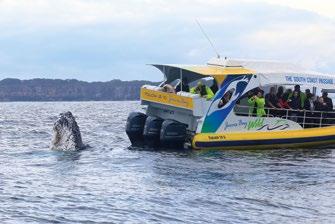 inspiring Humpback Whales greet us on their journey.