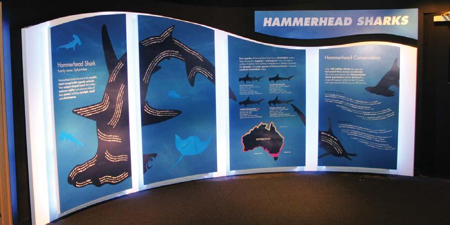 Melbourne Aquarium Hammerhead