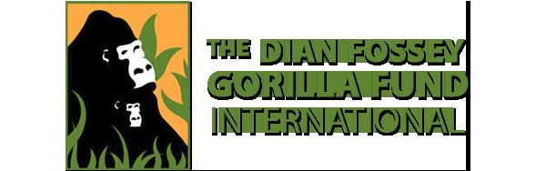 The Fossey Fund operates the longest-running gorilla research site in the world, the Karisoke Research