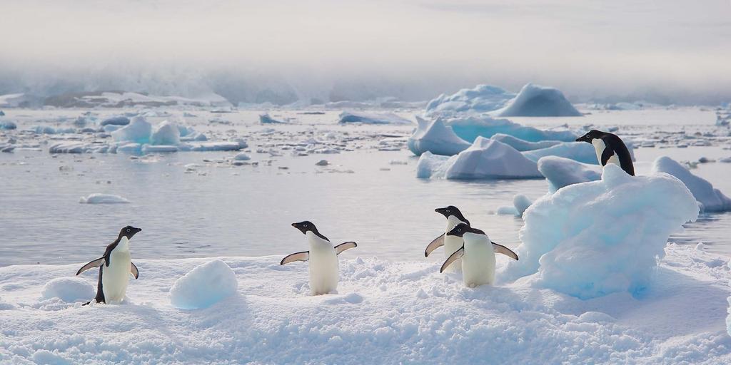 The Frozen Land of the Penguins Buenos Aires - Antarctica - Buenos Aires Sail in the wake of polar explorers as you embark