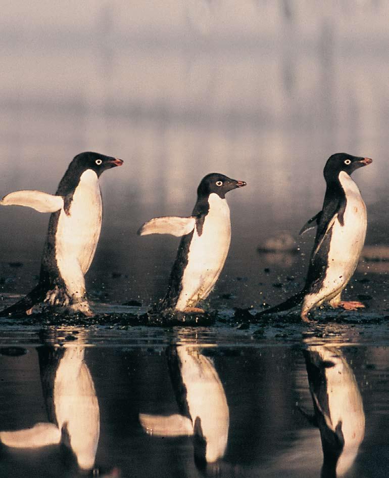 March of Adélie penguins