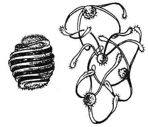 Equisetum variegatum Schleich. ex F.Weber & D.Mohr ssp. variegatum [variegated horsetail, variegated scouring rush] Equisetum variegatum Schleich. ex F.Weber & D.Mohr ssp./var.