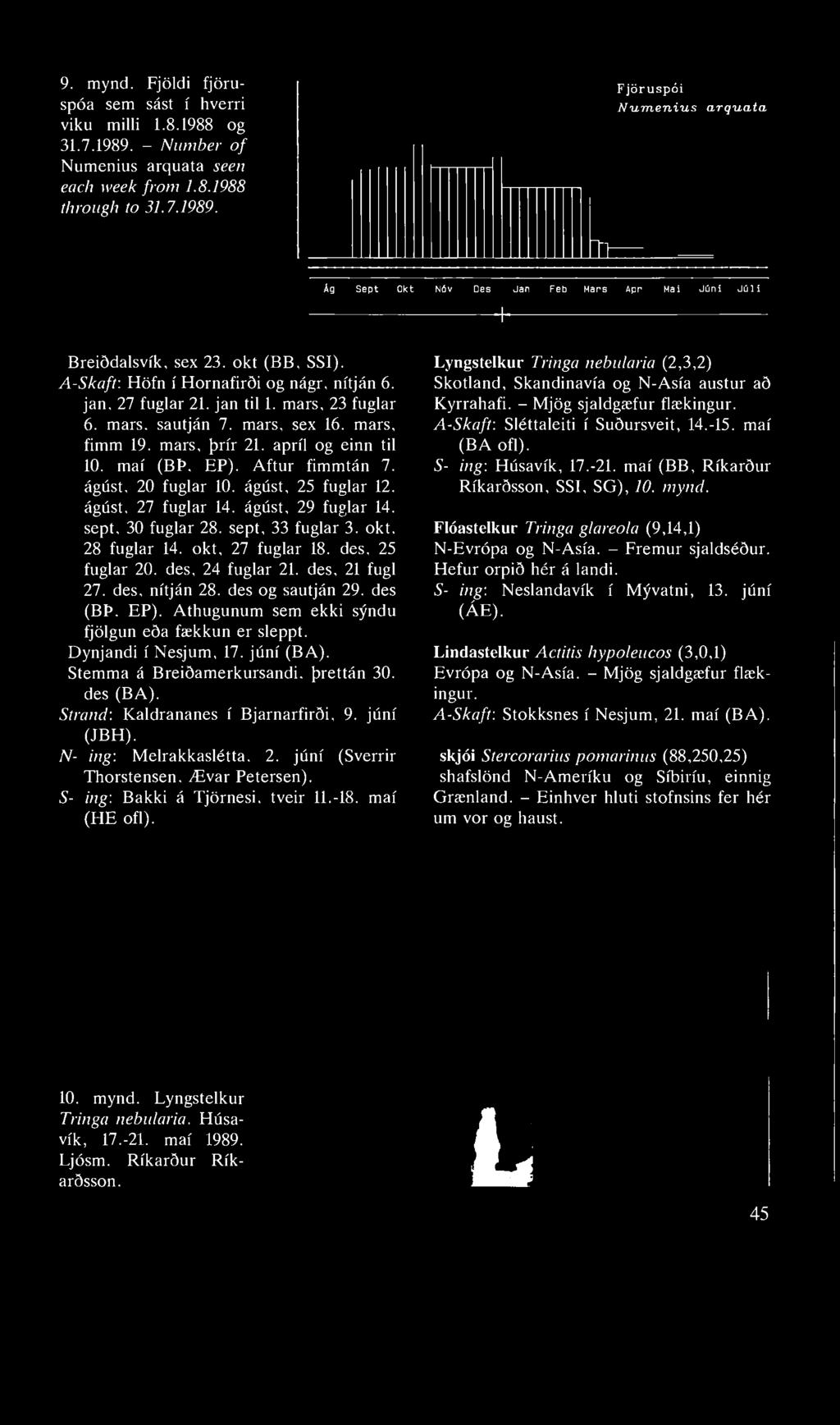 9. mynd. Fjöldi fjöruspóa sem sást í hverri viku milli 1.8.1988 og 31.7.1989. - Number of Numenius arquata seen each week from 1.8.1988 through to 31.7.1989. Fjöruspói Numenius arquata 2t Ág Sept Okt Nóv Des Jan Feb Mars Apr Maí Júní Júlí + Breiðdalsvík, sex 23.