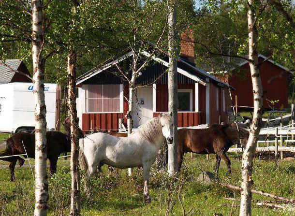 Itinerary Sunday 4th August Flight from London Gatwick to Kiruna, via Stockholm. You will be met on arrival at Kiruna airport and transferred to the farm at Puoltsa.