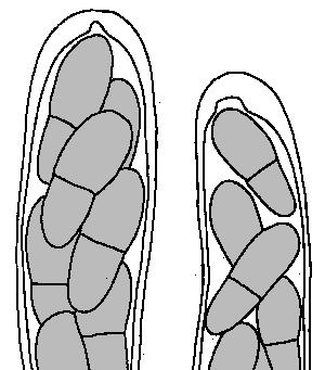 a : e Squamarina stella petraea (col de Gordes) ; b : e Fig.